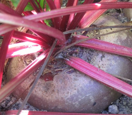 From River Teeth's website.  How could anyone not love this gorgeous vegetable?