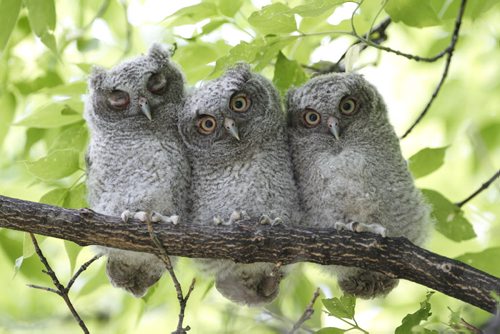 owlets