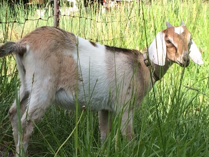 2014 - Pix from Laura's Phone 540