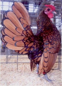 www.cacklehatchery.com Bantam Golden Sebright Rooster